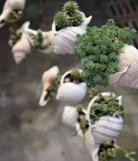 創(chuàng)意家居丨你以為只有陽(yáng)臺(tái)能養(yǎng)花？這樣養(yǎng)花才有創(chuàng)意~