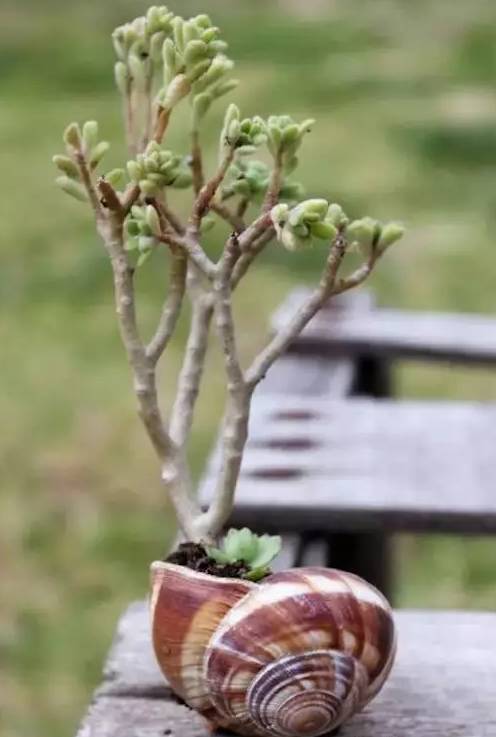 創(chuàng)意家居丨你以為只有陽(yáng)臺(tái)能養(yǎng)花？這樣養(yǎng)花才有創(chuàng)意~