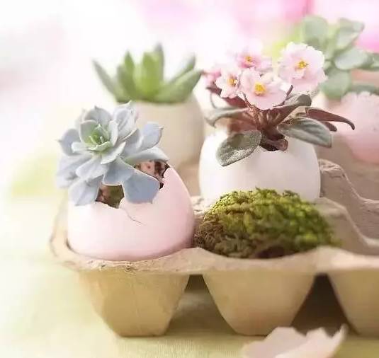 創(chuàng)意家居丨你以為只有陽(yáng)臺(tái)能養(yǎng)花？這樣養(yǎng)花才有創(chuàng)意~