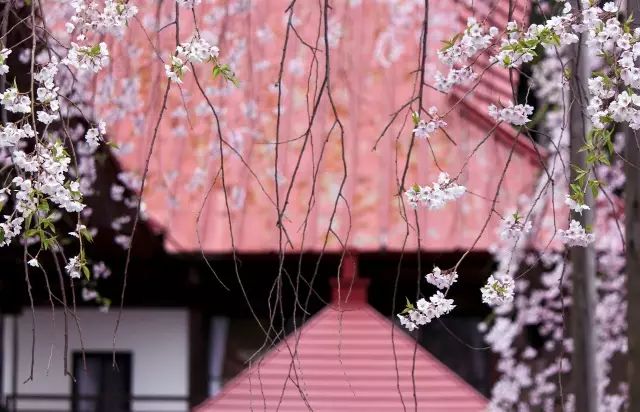 春風(fēng)十里，不如一個院子。