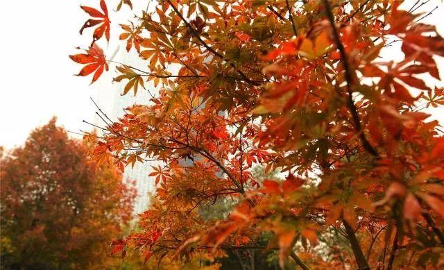 楓葉紅、杏葉黃，清風(fēng)給你暖冬家裝專(zhuān)屬色！