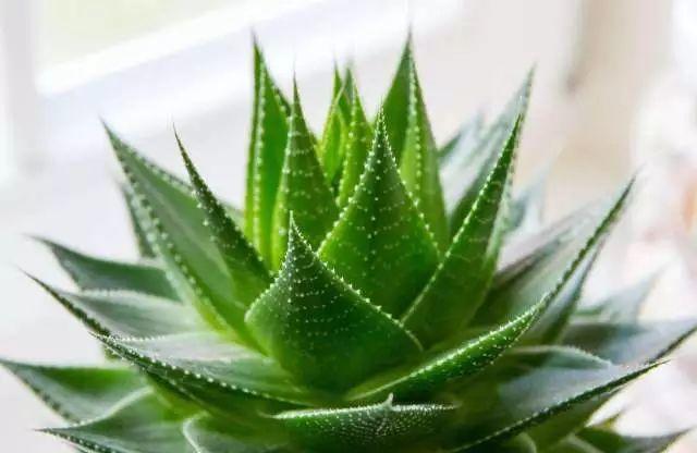 9大除甲醛綠植，趕緊先收藏了！