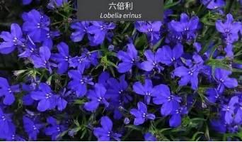 微園林|花園植物的色彩語言，讓植物為你說話。