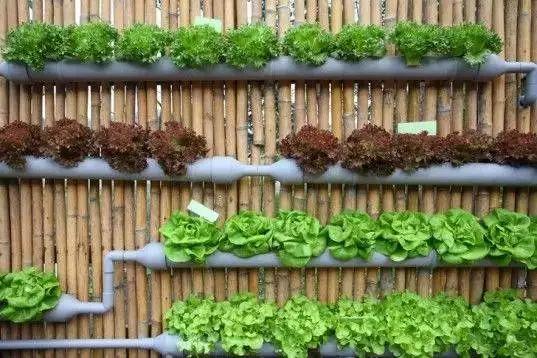 花花世界|居家打造精致小花園的8種方法！