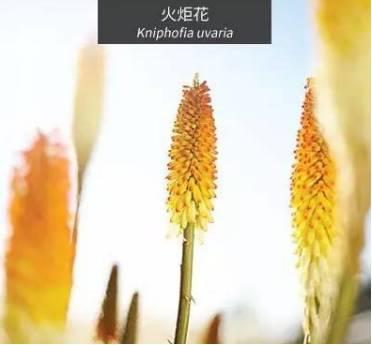 微園林|花園植物的色彩語言，讓植物為你說話。