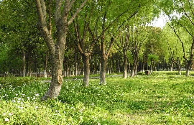 微園林|景觀植物綠化設(shè)計(jì)方法 微園林|景觀植物綠化設(shè)計(jì)方法
