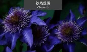 微園林|花園植物的色彩語言，讓植物為你說話。