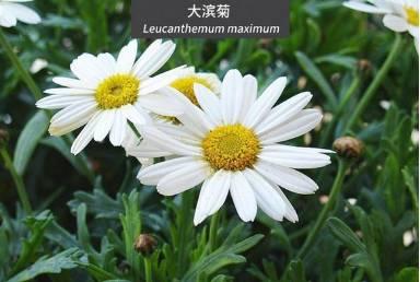 微園林|花園植物的色彩語言，讓植物為你說話。