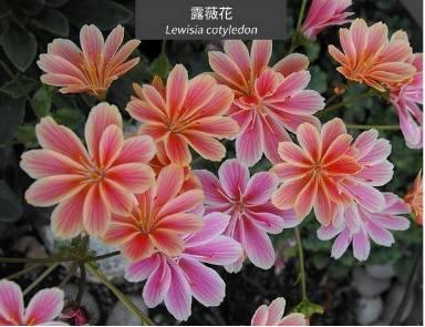 微園林|花園植物的色彩語言，讓植物為你說話。
