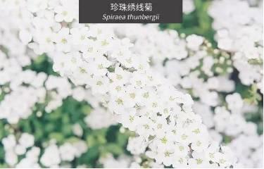 微園林|花園植物的色彩語言，讓植物為你說話。