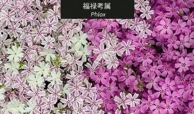 微園林|花園植物的色彩語言，讓植物為你說話。