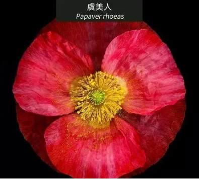 微園林|花園植物的色彩語言，讓植物為你說話。