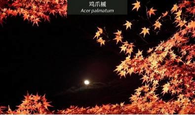 微園林|花園植物的色彩語言，讓植物為你說話。