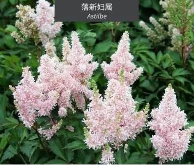 微園林|花園植物的色彩語言，讓植物為你說話。