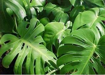 微園林|花園植物的色彩語言，讓植物為你說話。