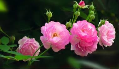 微園林|花園植物的色彩語言，讓植物為你說話。