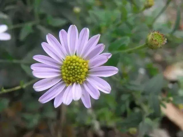 微園林|花園植物的色彩語言，讓植物為你說話。