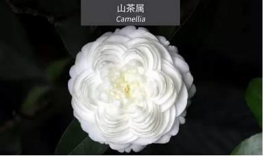微園林|花園植物的色彩語言，讓植物為你說話。