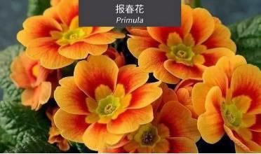 微園林|花園植物的色彩語言，讓植物為你說話。