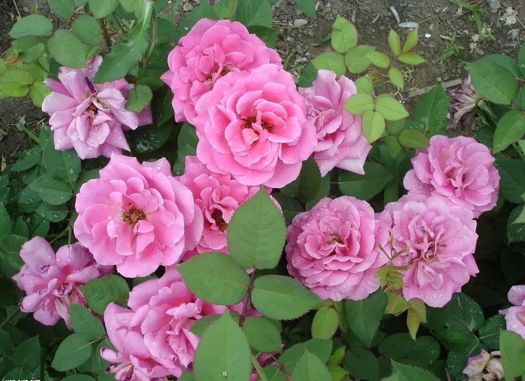 花花世界|夏季就應(yīng)該這么養(yǎng)植物！