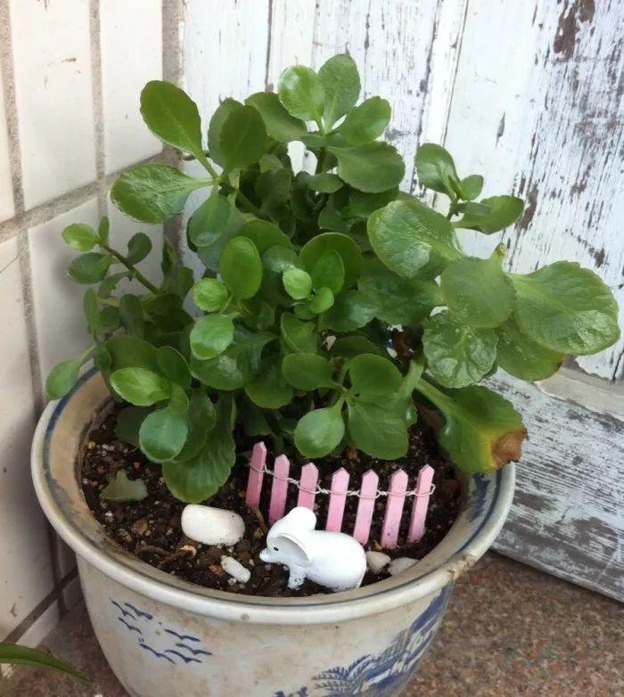 花花世界|夏季就應(yīng)該這么養(yǎng)植物！
