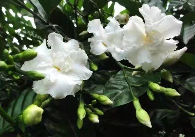 花花世界|那些名字與顏值不符的花！