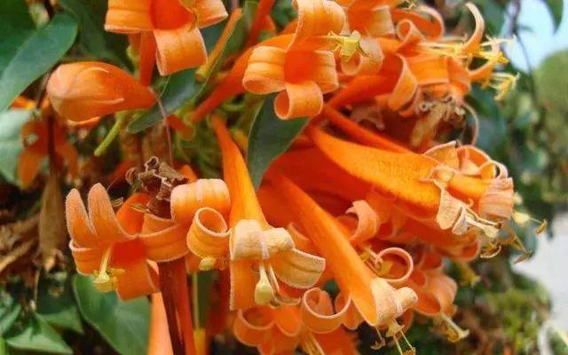 花花世界|那些名字與顏值不符的花！