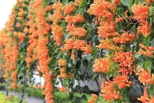 花花世界|那些名字與顏值不符的花！