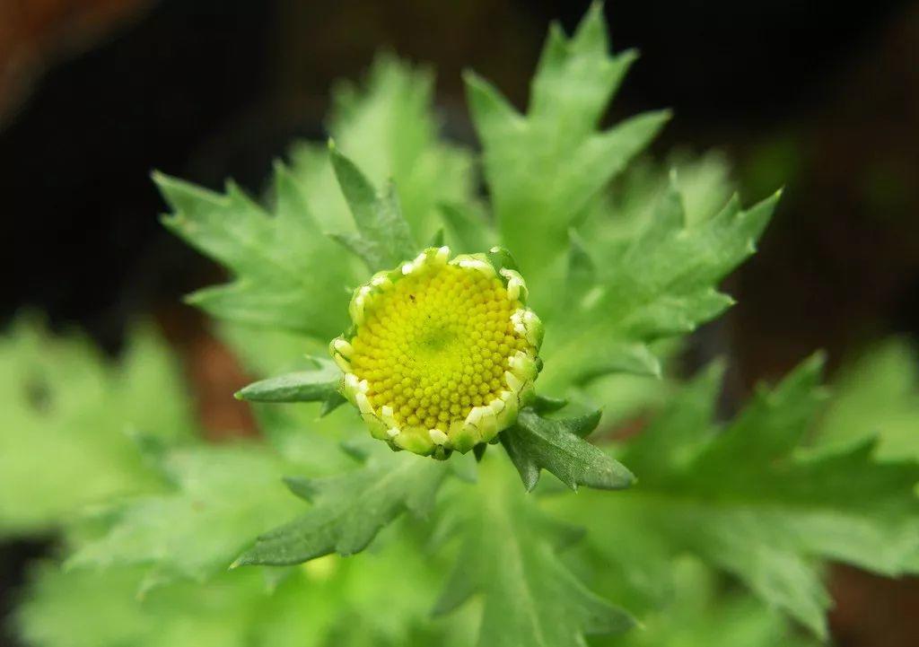 花花世界|夏季植物驅(qū)蚊，你值得擁有！