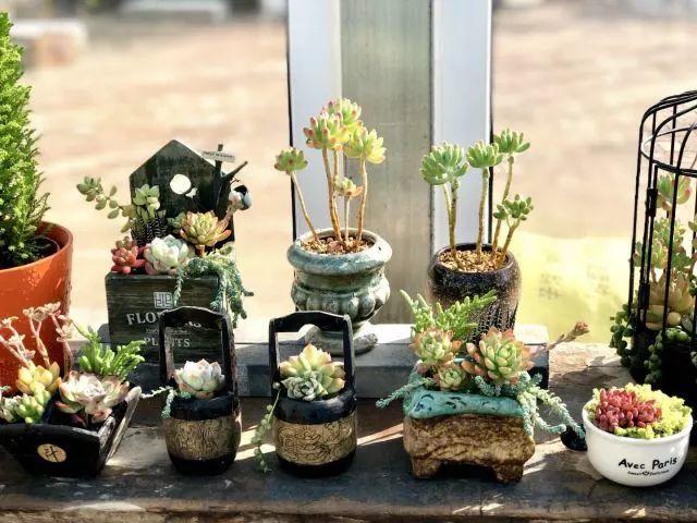 花花世界|多肉植物如何澆水？