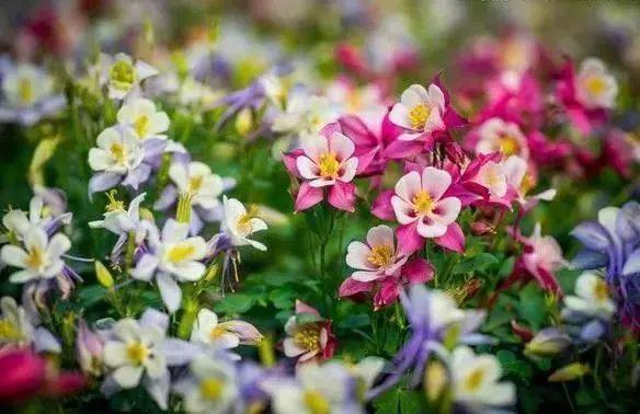 花花世界|那些名字與顏值不符的花！