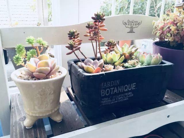 花花世界|多肉植物如何澆水？