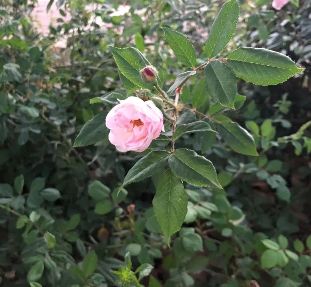 花花世界|夏季就應(yīng)該這么養(yǎng)植物！