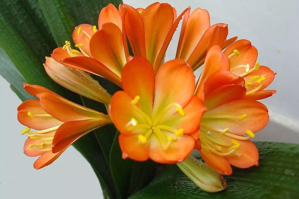花花世界|夏季就應(yīng)該這么養(yǎng)植物！