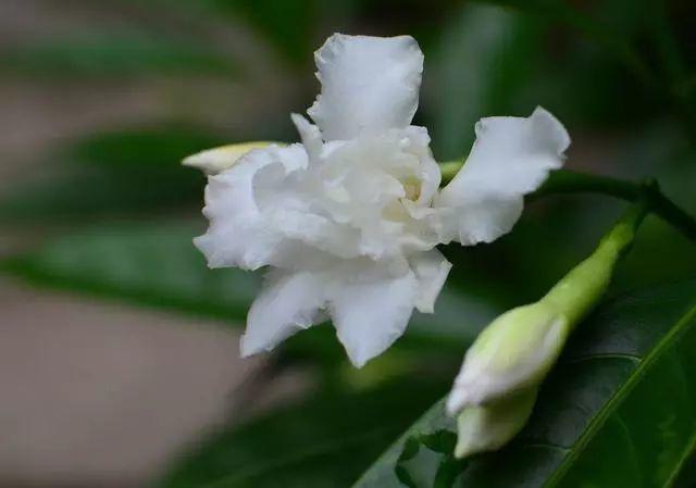 花花世界|那些名字與顏值不符的花！