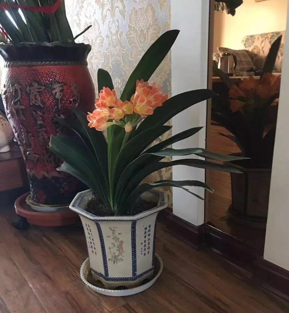 花花世界|夏季就應(yīng)該這么養(yǎng)植物！