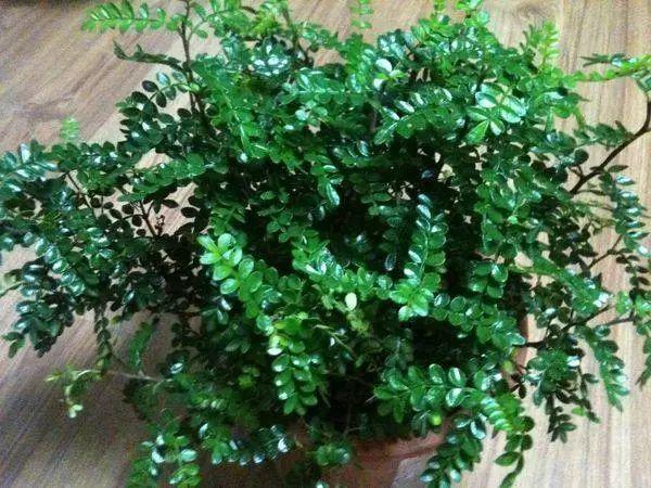 花花世界|夏季植物驅(qū)蚊，你值得擁有！