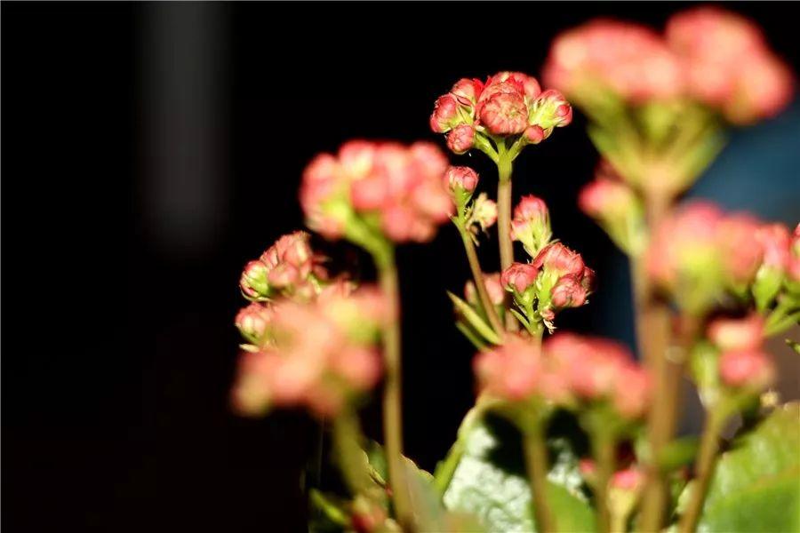花花世界|夏季就應(yīng)該這么養(yǎng)植物！