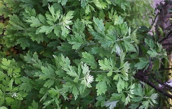 花花世界|夏季植物驅(qū)蚊，你值得擁有！