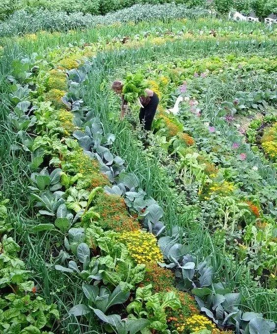 微園林|可食地景 · 花園式菜園的設(shè)計(jì)妙招 微園林|可食地景 · 花園式菜園的設(shè)計(jì)妙招