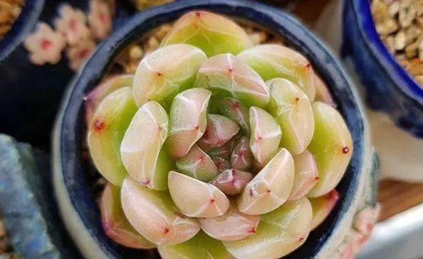 花花世界|“哪個養(yǎng)多肉的，沒在夏季痛哭過”