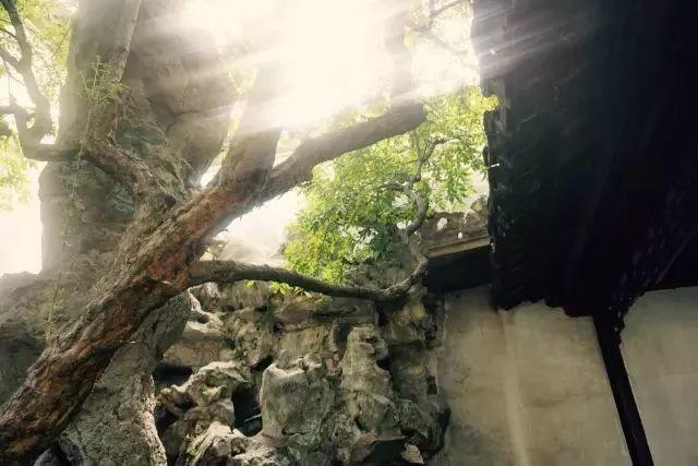微園林|無(wú)橋不成園，有橋景更幽