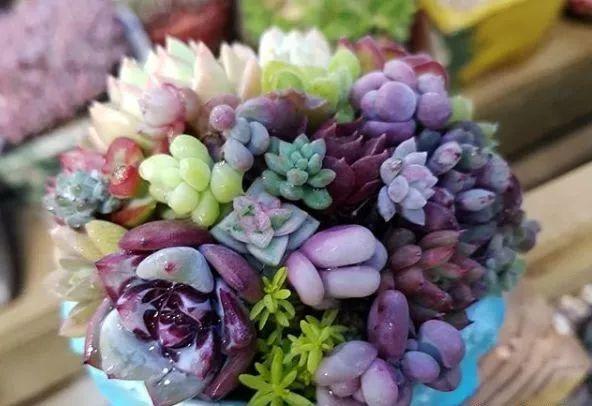 花花世界|“哪個養(yǎng)多肉的，沒在夏季痛哭過”