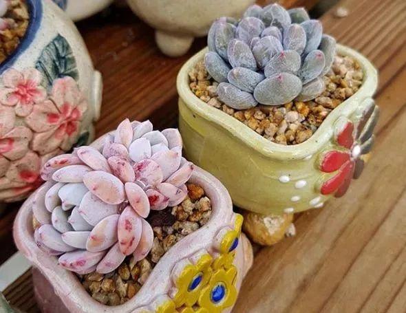 花花世界|“哪個養(yǎng)多肉的，沒在夏季痛哭過”