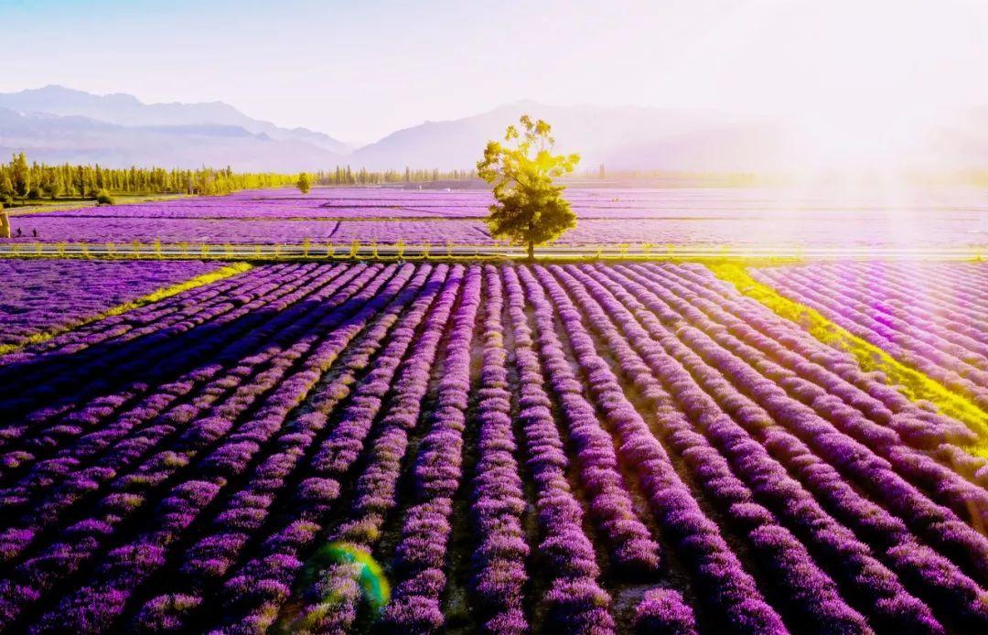 假期攻略|伊犁60000畝薰衣草，花開成海，美哭全世界
