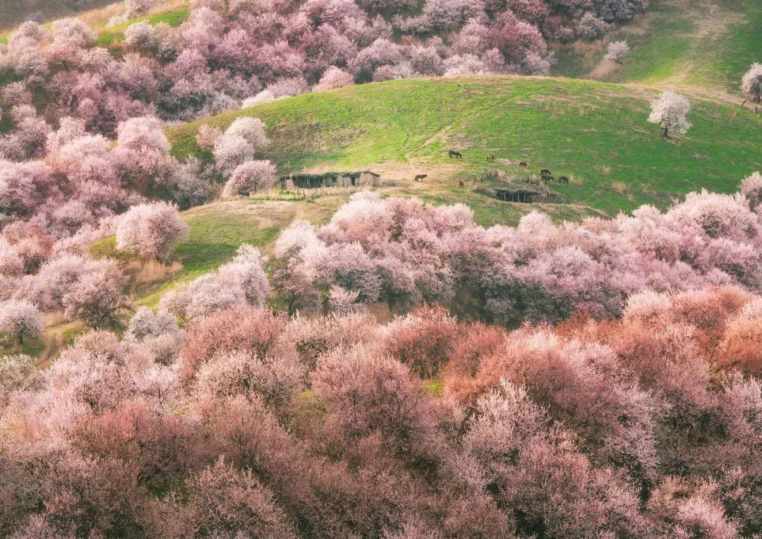 假期攻略|伊犁60000畝薰衣草，花開成海，美哭全世界