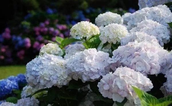 花花世界|從神劇“千與千尋”看植物配置與建筑！