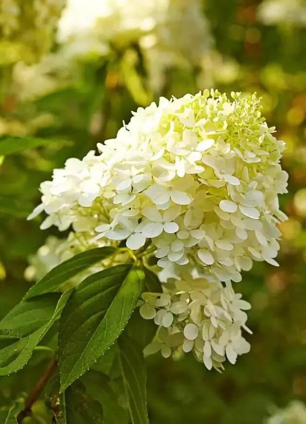 花花世界|花草界的“顏值王”竟然是它！