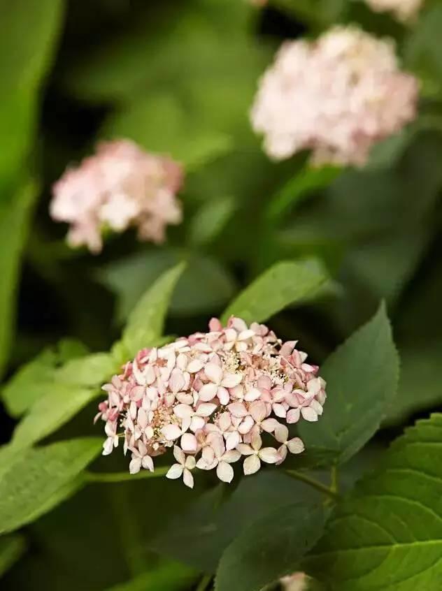 花花世界|花草界的“顏值王”竟然是它！