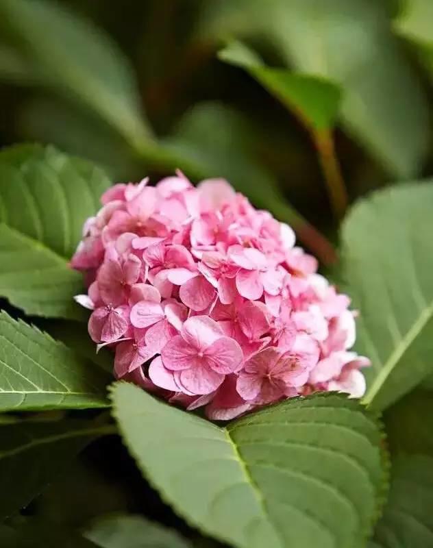 花花世界|花草界的“顏值王”竟然是它！